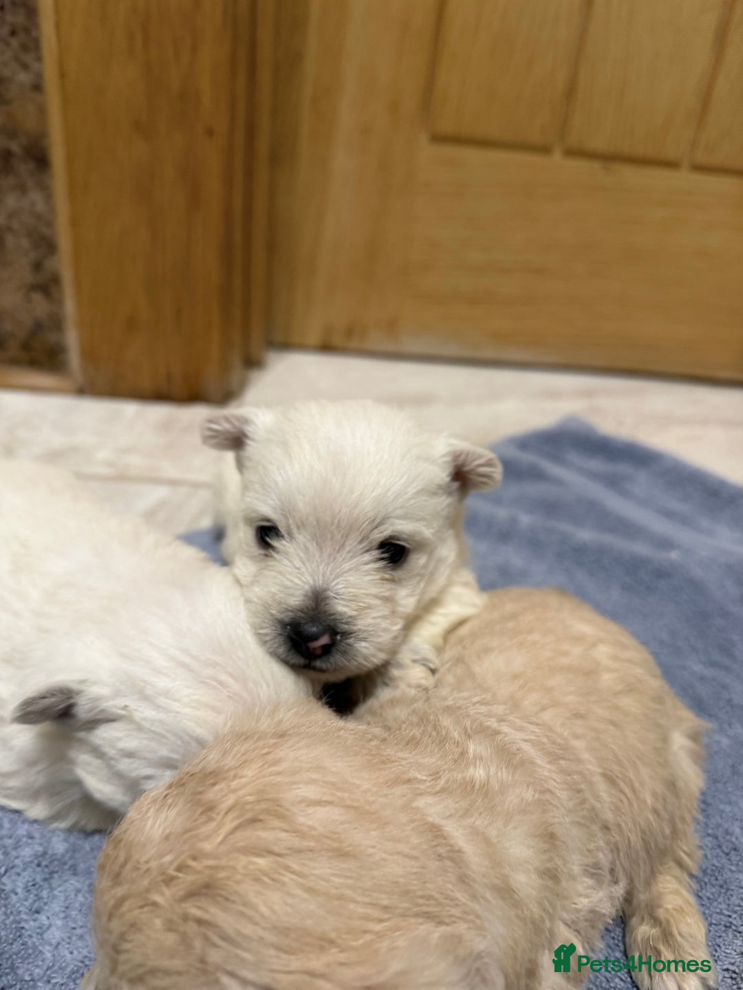 Mixed Breed dogs for sale: DNA Health tested Westie-poos  - Advert 5