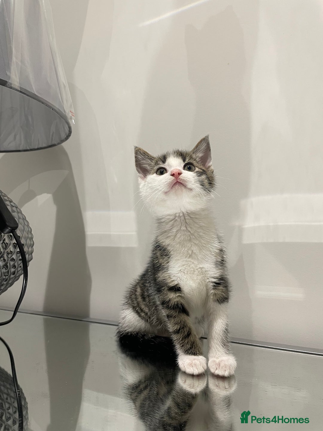 Mixed Breed cats for sale: Beautiful kittens ready to go now  - Advert 17