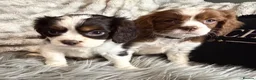 Cavalier King Charles Spaniel dogs for sale: KC REG EXCEPTIONAL EXTENSIVELY HEALTH TESTD PUPS  - Advert 5