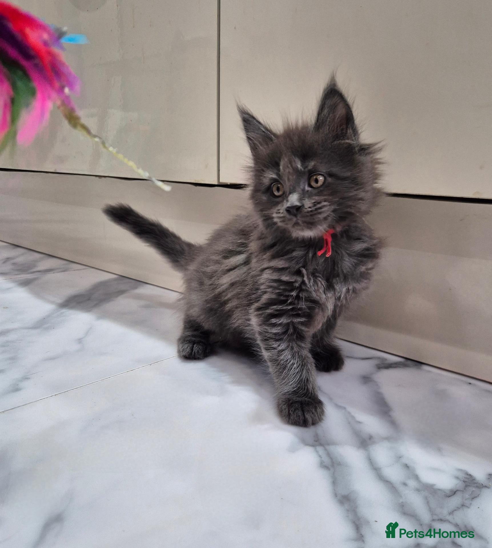 Maine Coon cats Active registered blue girl - Advert 18