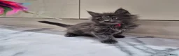 Maine Coon cats for sale: Active registered blue girl - Advert 1