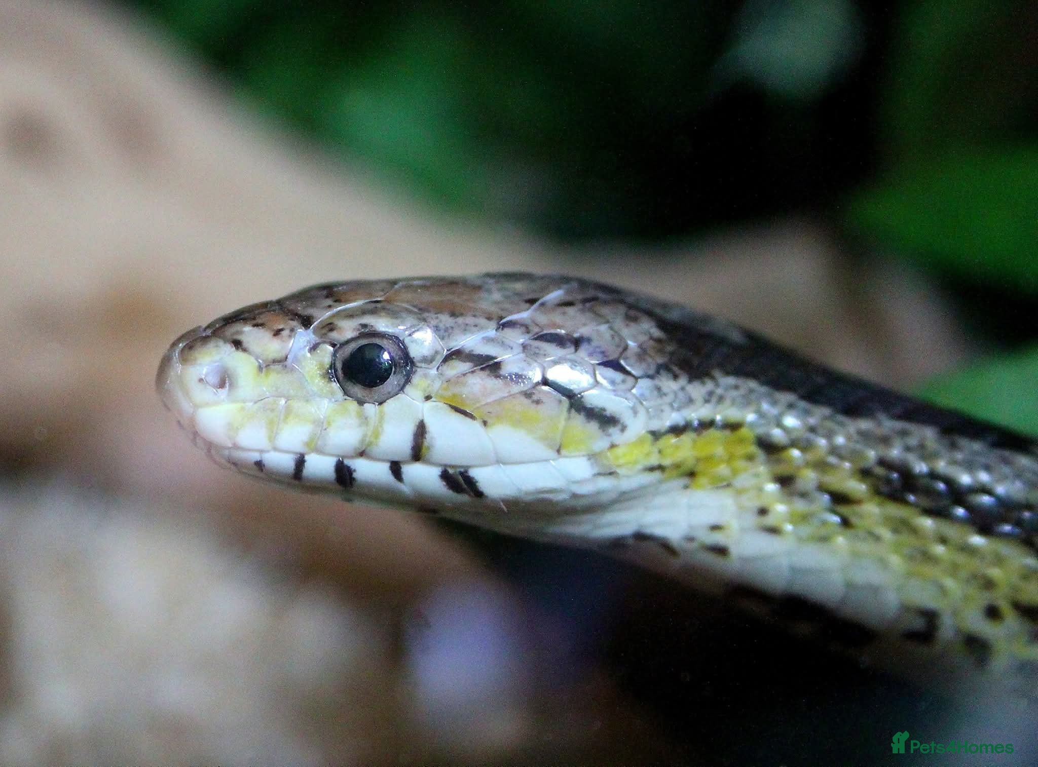 Corn Snake reptiles Adult Male Cornsnake - Advert 1