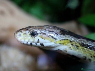 Corn Snake reptiles Adult Male Cornsnake - Advert 1