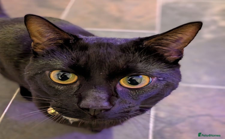 Bombay cats - Advert 1