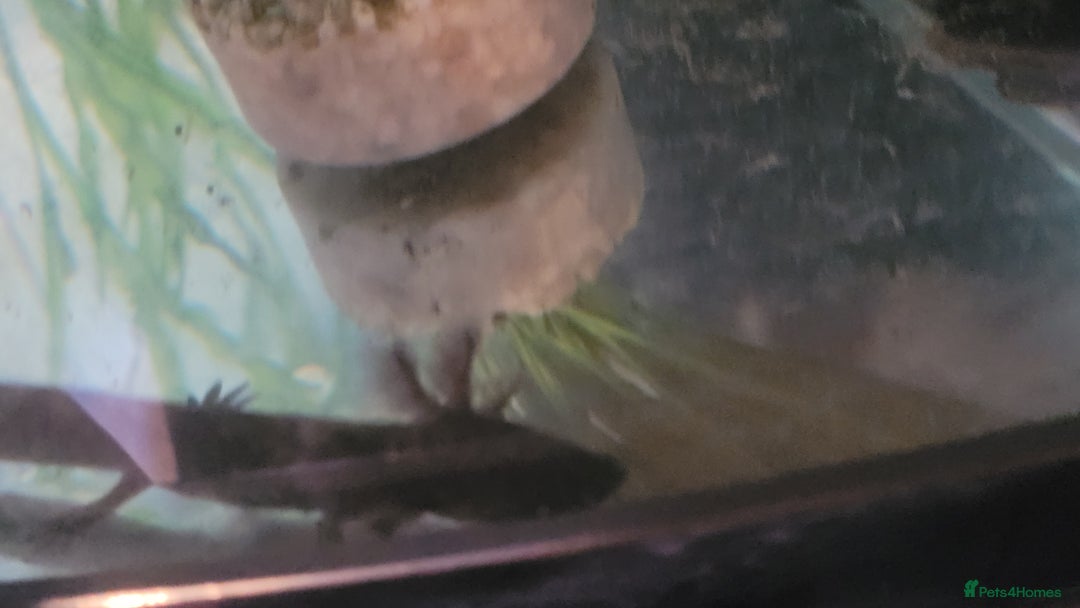 Axolotl reptiles for sale: 2 Axolotl  - Image 7