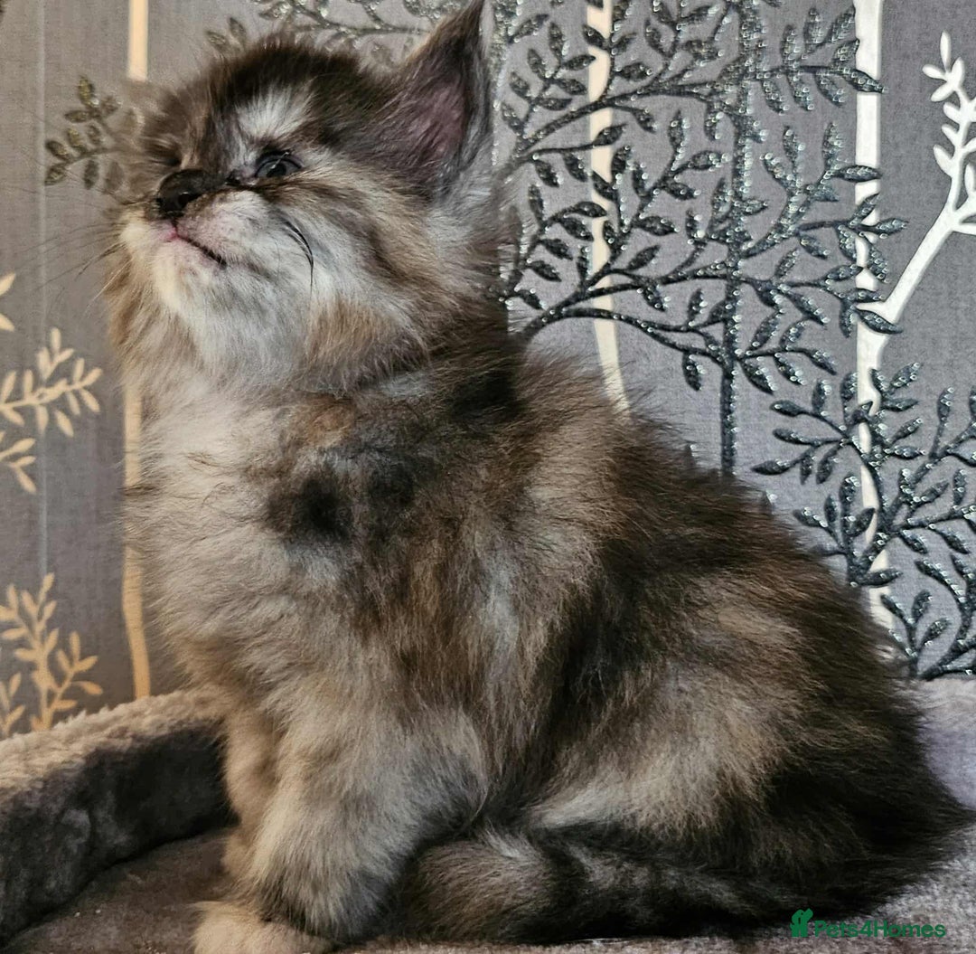 Maine Coon cats for sale: Champion Line Maine Coons –Rare, Fluffy, Gorgeous! - Image 10