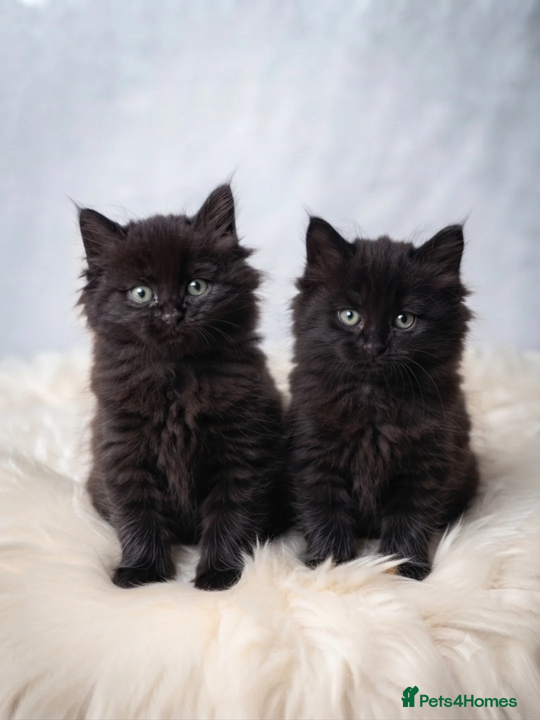 Ragdoll cats for sale: Stunning Ragdoll x Persian Kittens‼️ - Advert 2