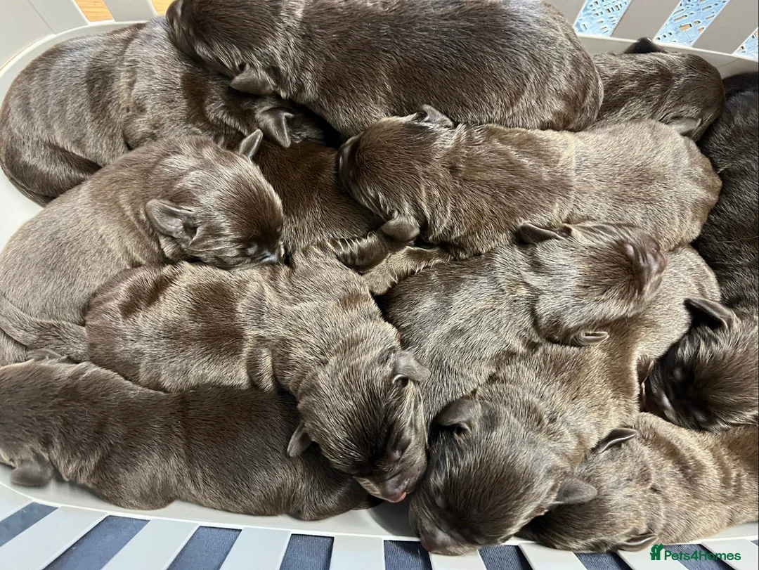 Labrador Retriever dogs for stud: HEALTH TESTED KC CHOCOLATE SHOW LABRADOR FOR STUD in Chesterfield - Advert 14