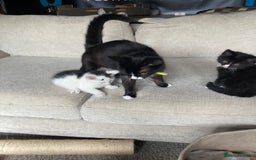 Mixed Breed cats for sale: Cute child-friendly kittens - Image 6