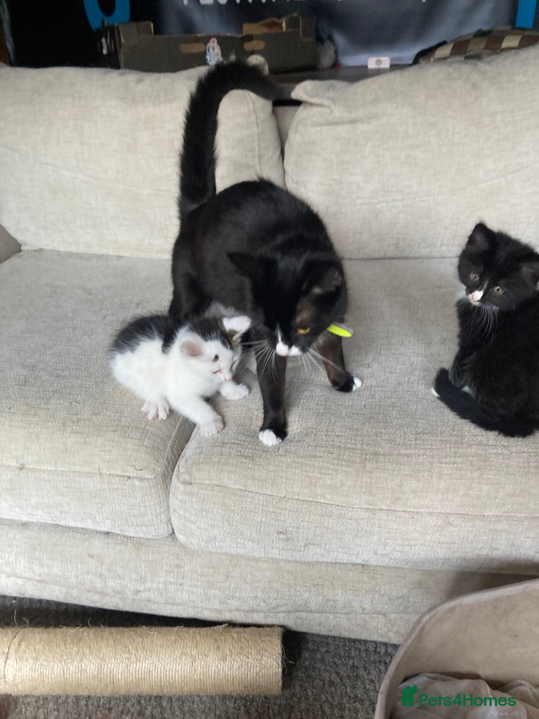 Mixed Breed cats for sale: Cute child-friendly kittens - Image 6
