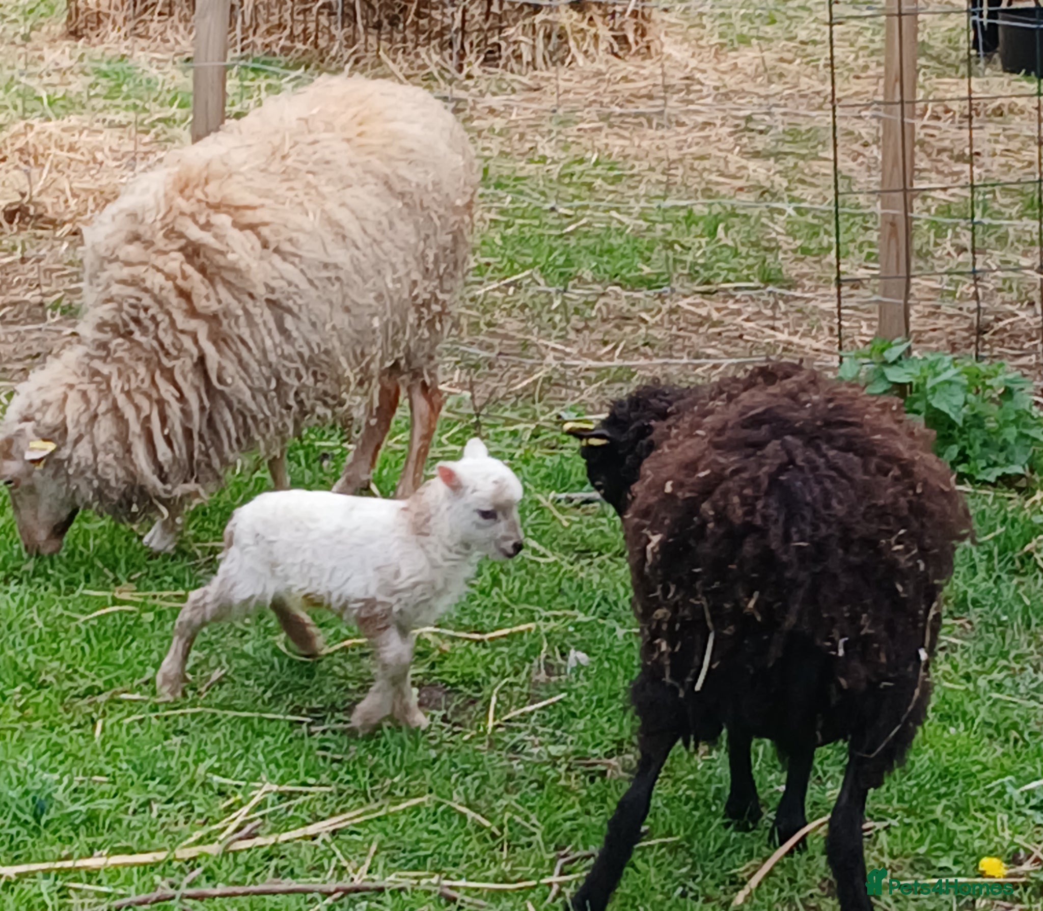 Sheep livestock Pedigree Miniature Ouessant ram/wether lamb - Advert 10