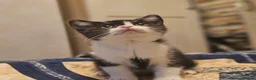 British Shorthair cats for sale: Kittens - Advert 4
