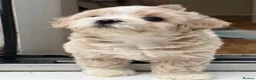 Maltipoo dogs for sale: * Tiny Korean Maltipoo Babies * - Advert 33