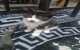 Mixed Breed cats for sale: Beautiful Littter of 4 kittens - Image 14