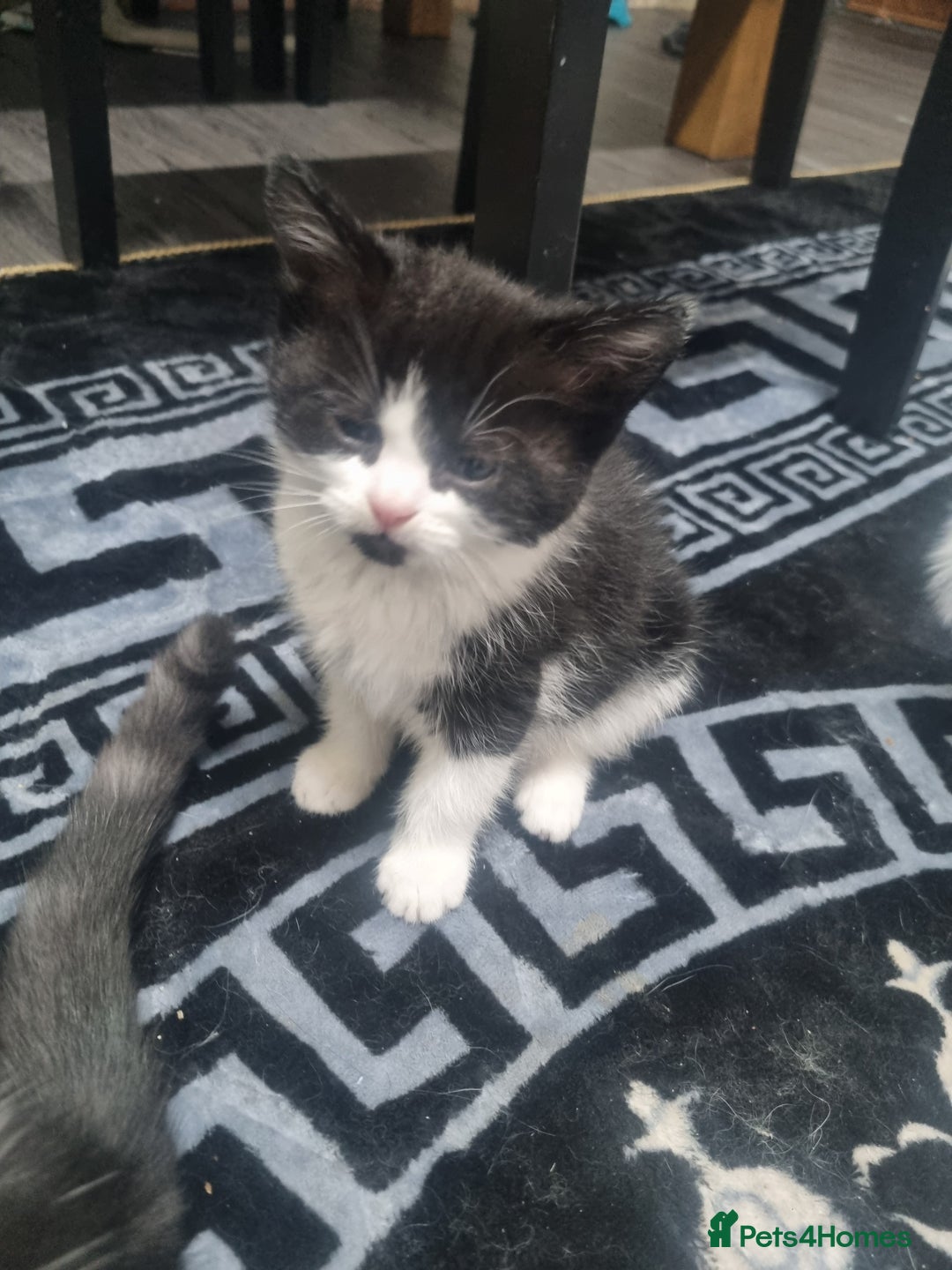 Mixed Breed cats for sale: Beautiful Littter of 4 kittens - Image 14