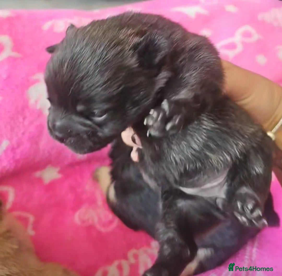 French Bulldog dogs for sale: Beautiful French Bulldogs  - Image 6