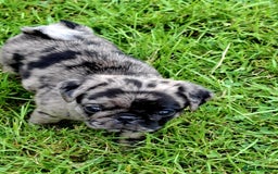 Pug dogs for sale: Pug puppies-Merle, panda and koi - Image 26
