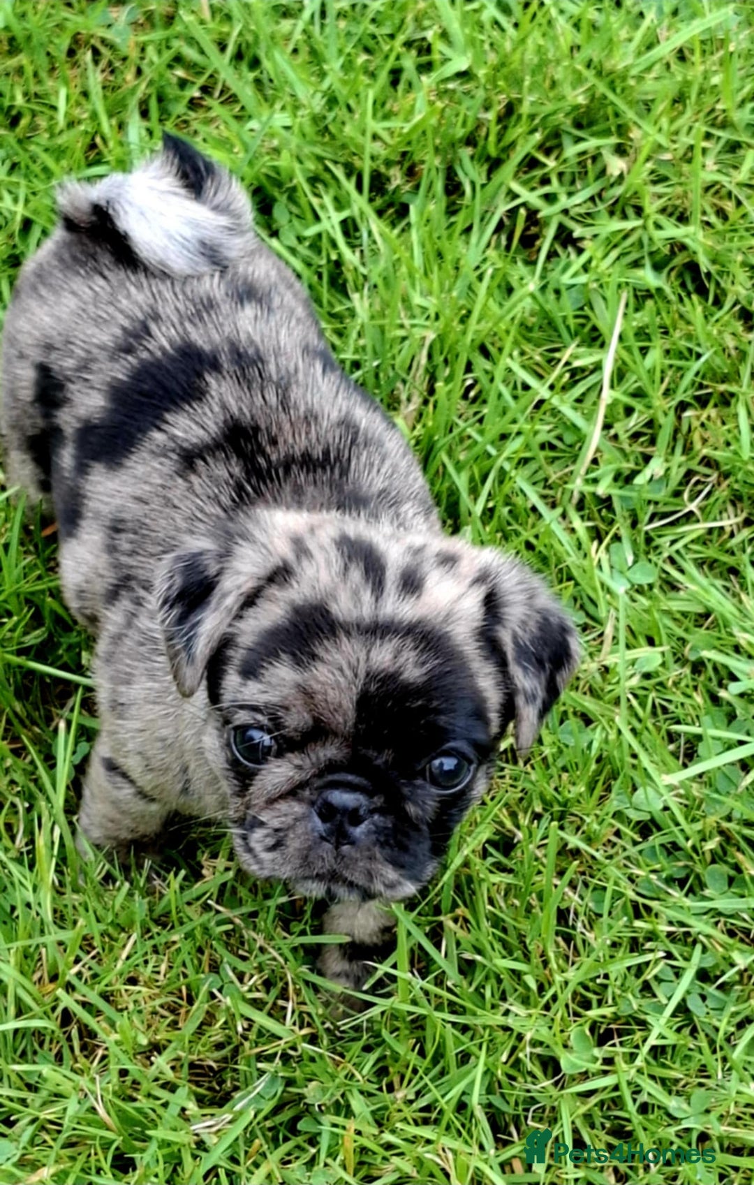 Pug dogs for sale: Pug puppies-Merle, panda and koi - Image 26