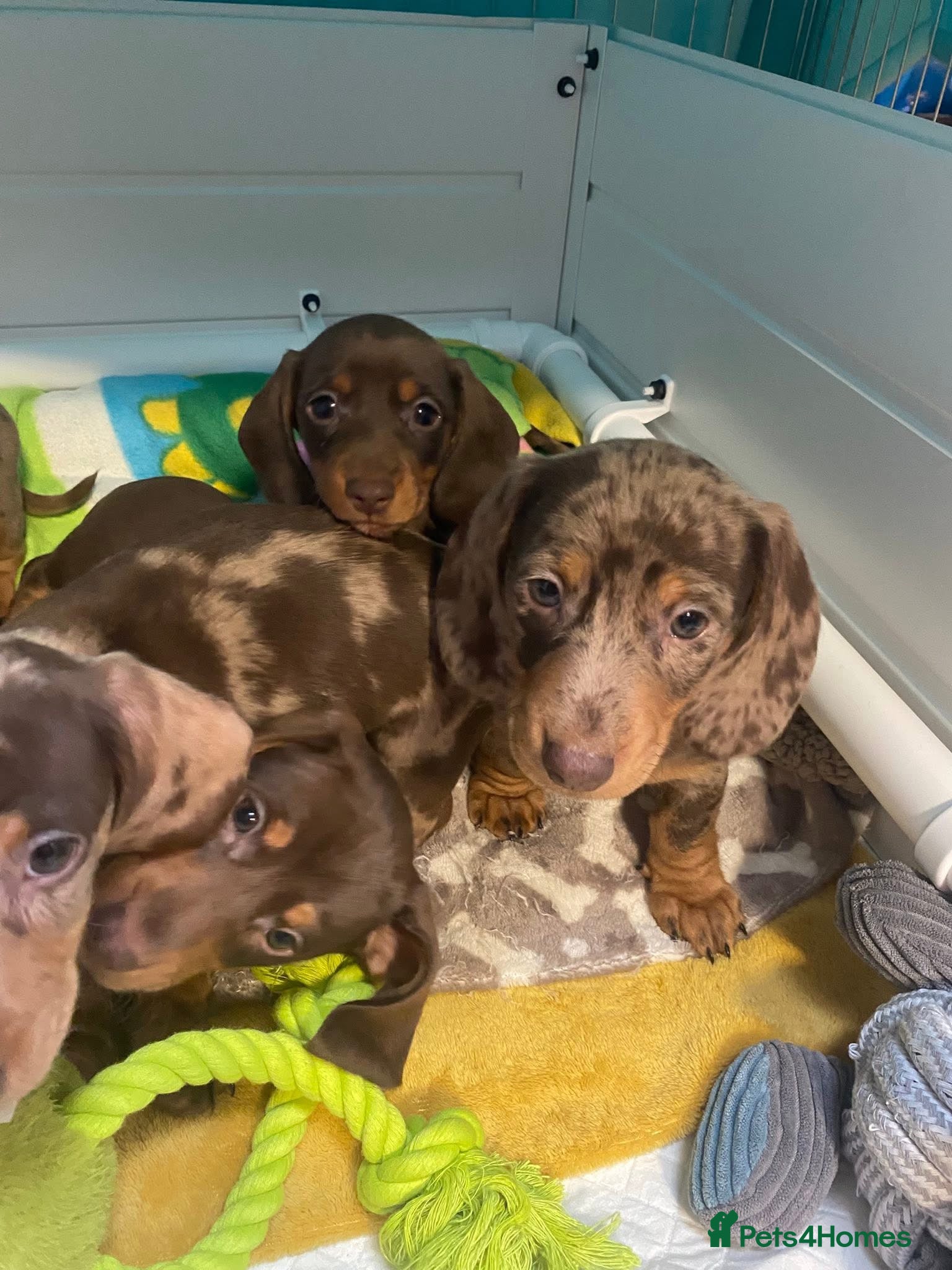 Miniature Dachshund dogs miniature dashhound for sale - Advert 14