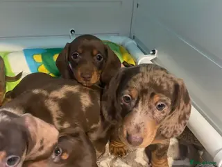 Miniature Dachshund dogs miniature dashhound for sale - Advert 14