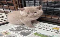 British Shorthair cats for sale: Four Beautiful British Short Hair Kittens  - Image 4