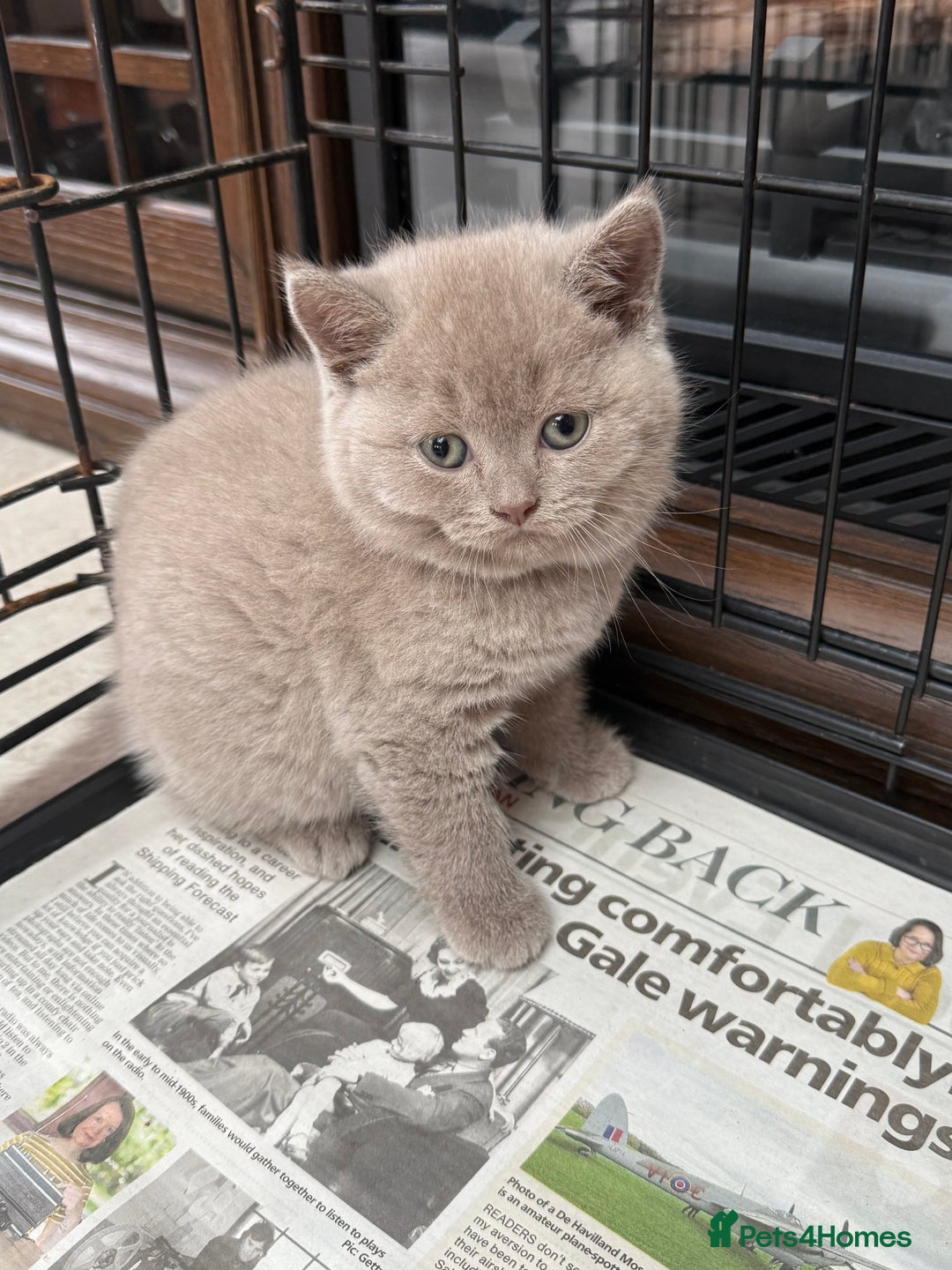 British Shorthair cats for sale: Four Beautiful British Short Hair Kittens  - Image 4