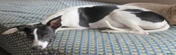 Whippet dogs for sale: Celticmoon KC Whippet Puppies - Advert 3
