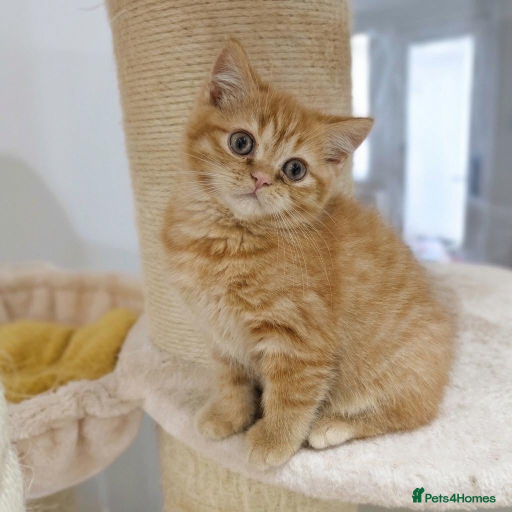 British Shorthair cats for sale: Beautiful Ginger Girl British Shorthair KitteN - Advert 1