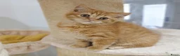 British Shorthair cats for sale: Beautiful Ginger Girl Tabby BSH Kitten - Advert 2