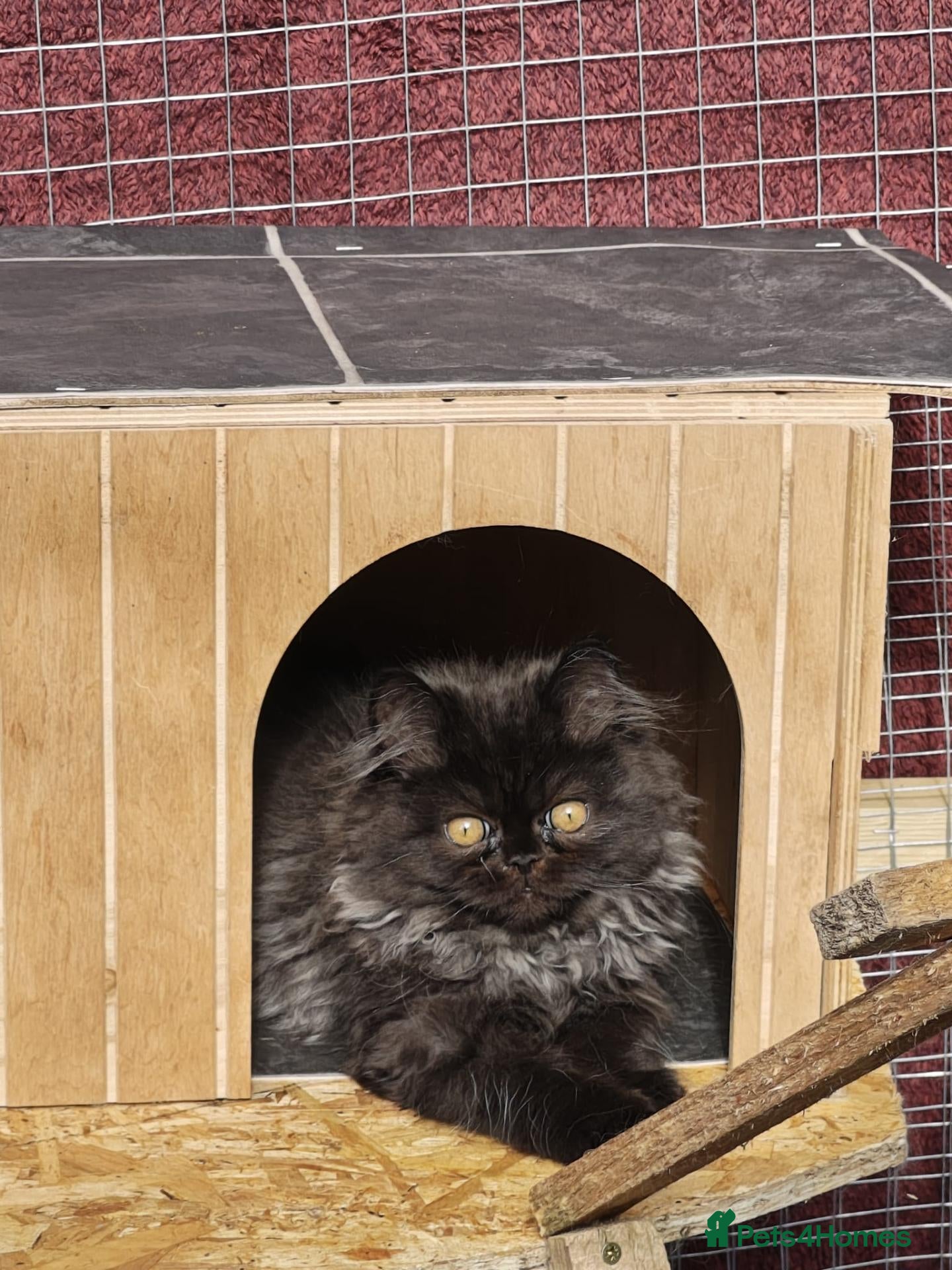Persian cats Pure Persian boy and girl  - Advert 3