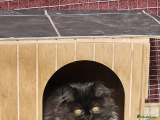Persian cats Pure Persian boy and girl - Advert 3