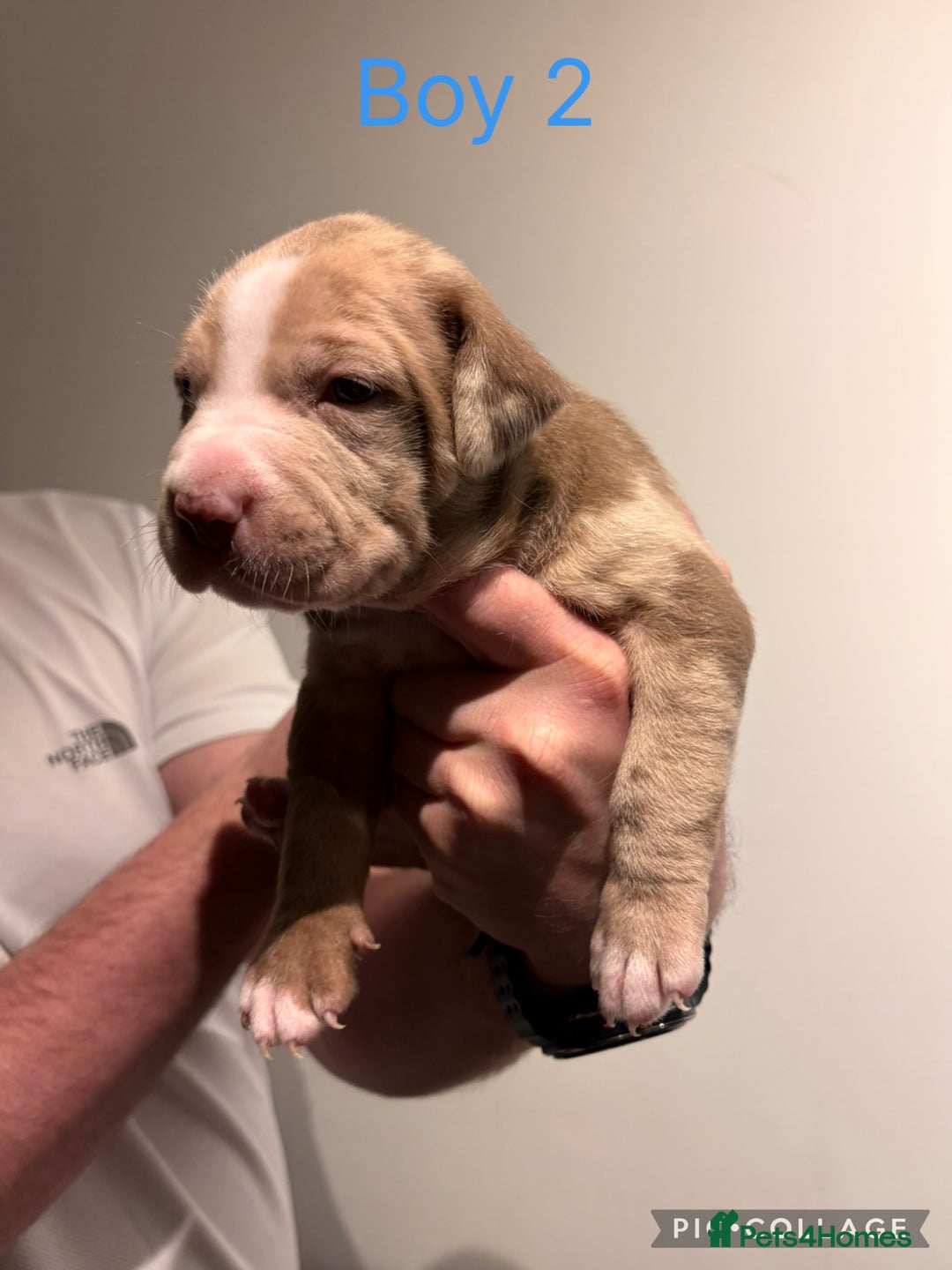 American Bully dogs for sale: Merle American Bully Puppy’s - Advert 6