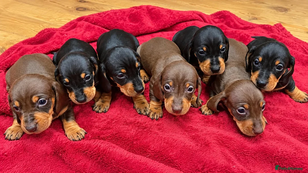 Miniature Dachshund dogs for sale: Beautiful KC Miniature Dachshund Puppies 🐾 - Advert 2