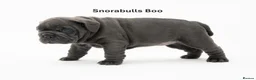 English Bulldog dogs for sale: Snorabulls Top Quality Girls - Advert 10