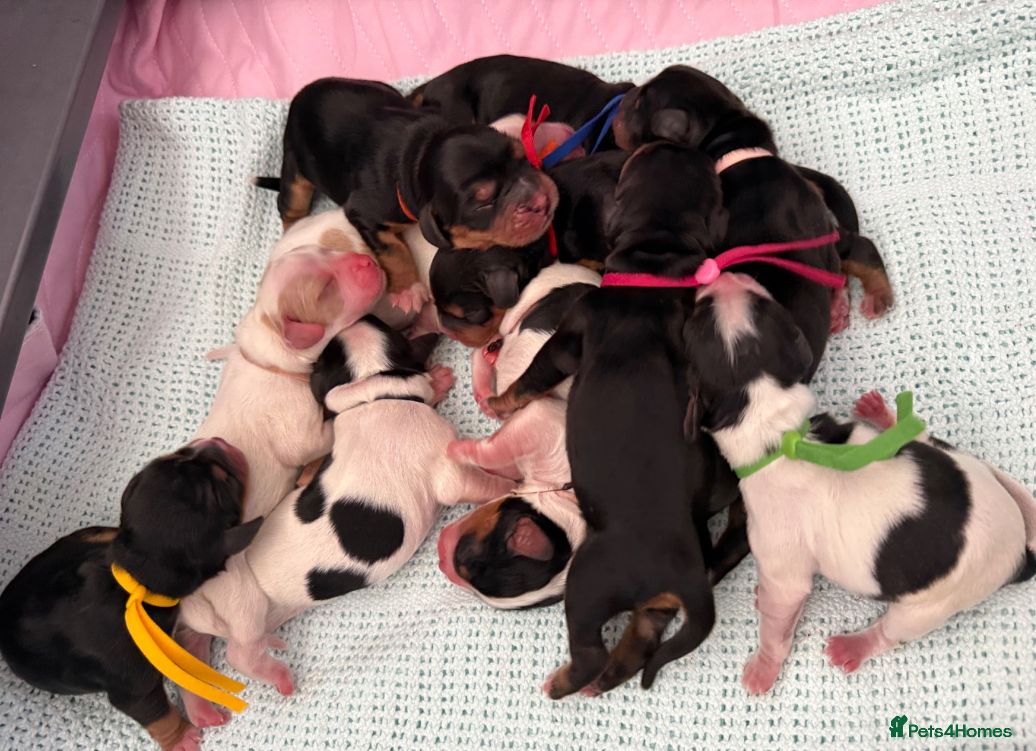 Cockalier dogs Fully health tested cockalier puppies.  - Advert 10
