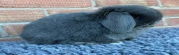 Mini Lop rabbits for sale: Mini Lops - Advert 3