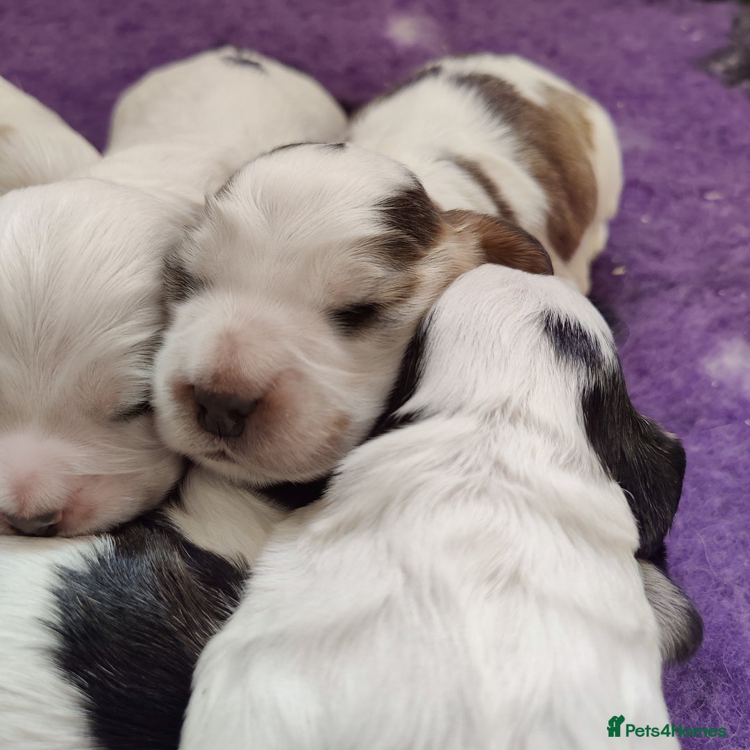 Cocker Spaniel dogs for sale: KC Registered Show Type Cocker Spaniels  - Advert 4