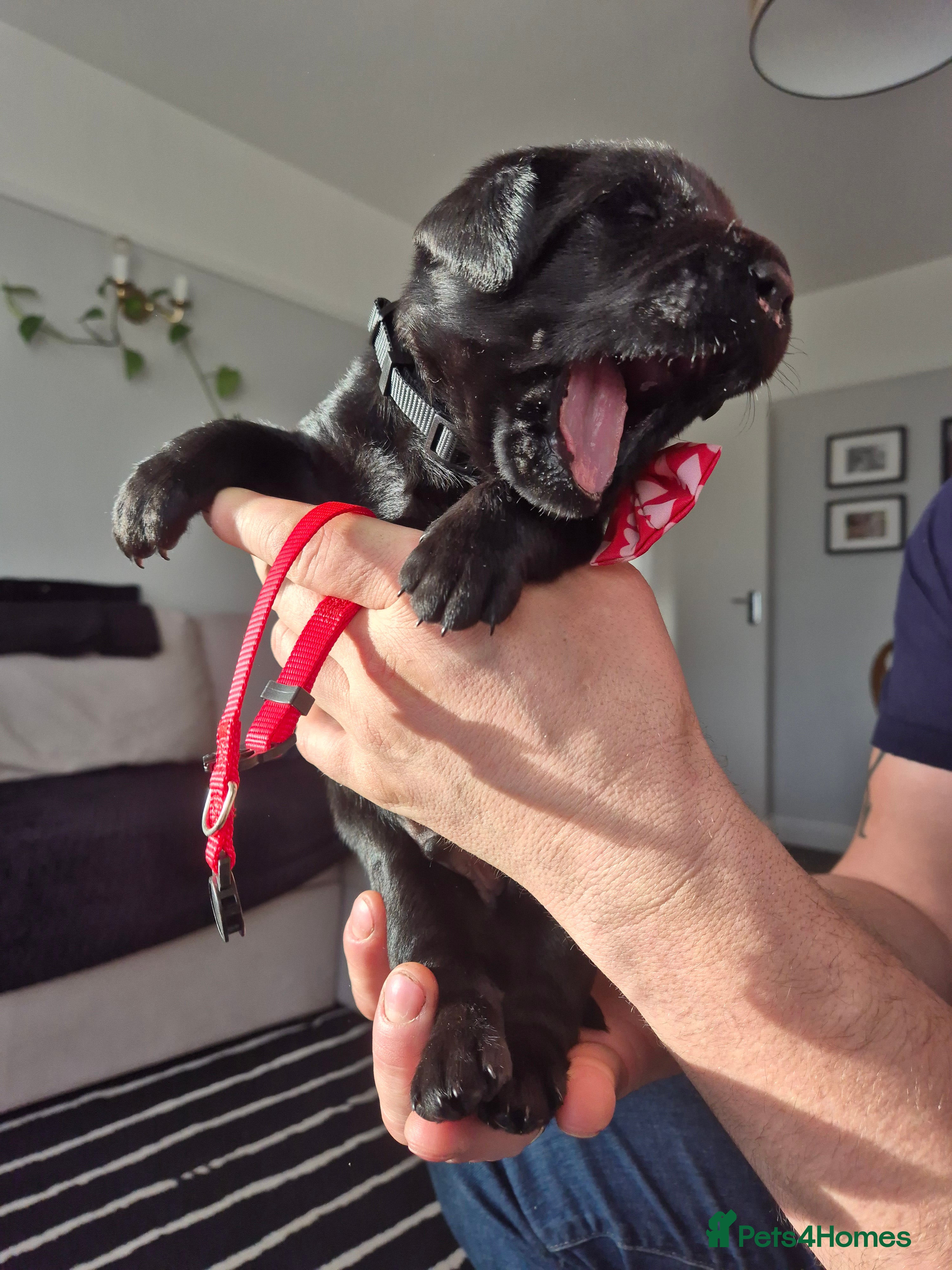 Labrador Retriever dogs Beautiful Puppies Looking for Loving Homes - Advert 8