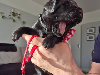 Labrador Retriever dogs Beautiful Puppies Looking for Loving Homes - Advert 8