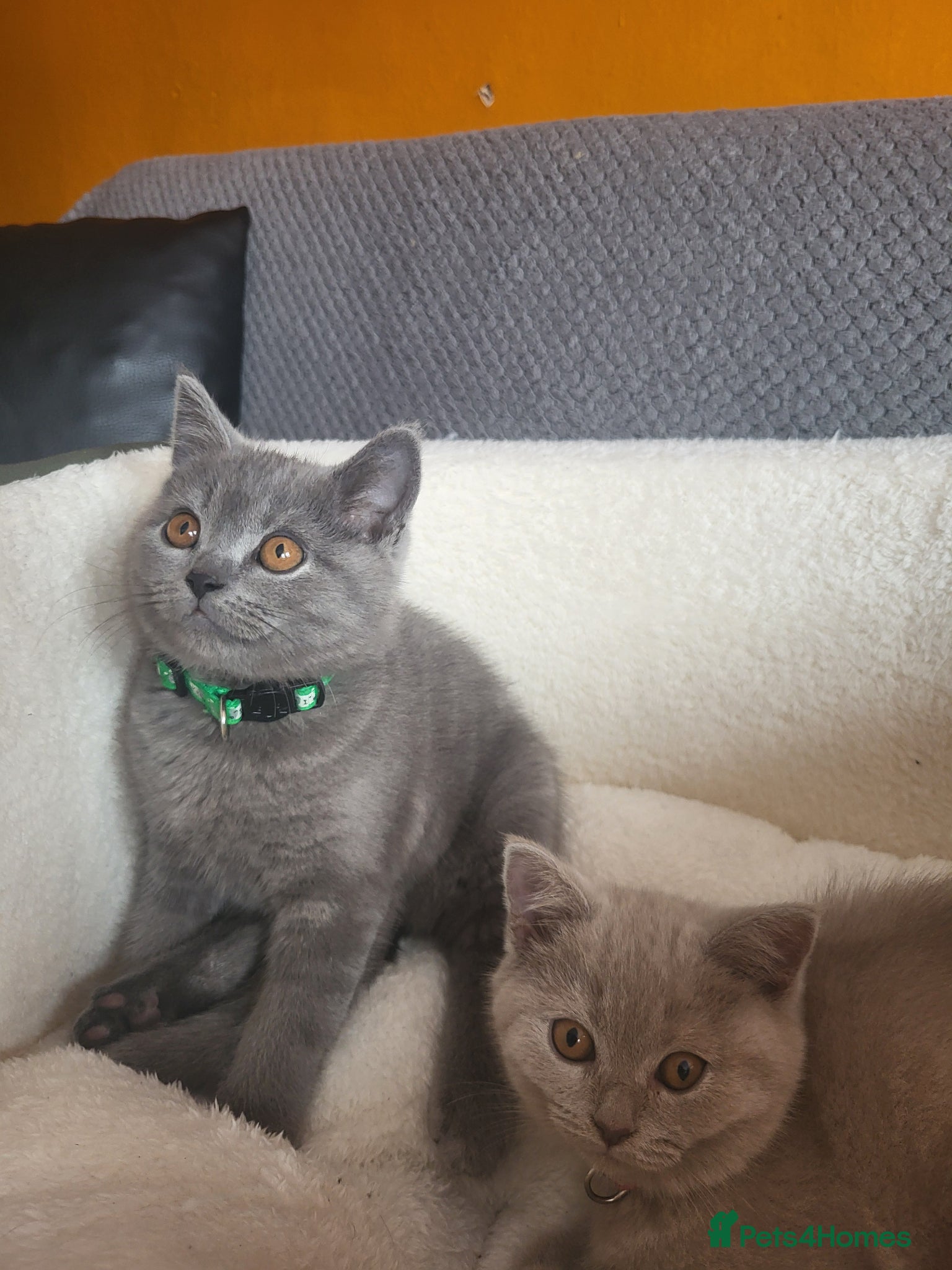 British Shorthair cats 4 adorable British Shorthair kittens - Advert 6
