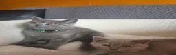 British Shorthair cats for sale: 4 adorable British Shorthair kittens - Advert 1