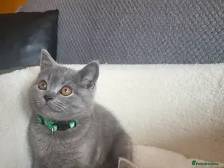 British Shorthair cats 4 adorable British Shorthair kittens - Advert 5