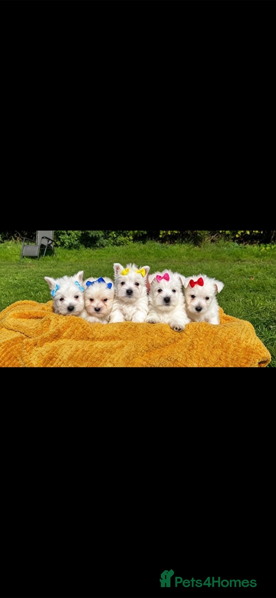 West Highland Terrier dogs Kennel club registered westies - Advert 2