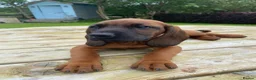 Bavarian Mountain Hound dogs for sale: Bavarian Mountain Hound Pups - Advert 3