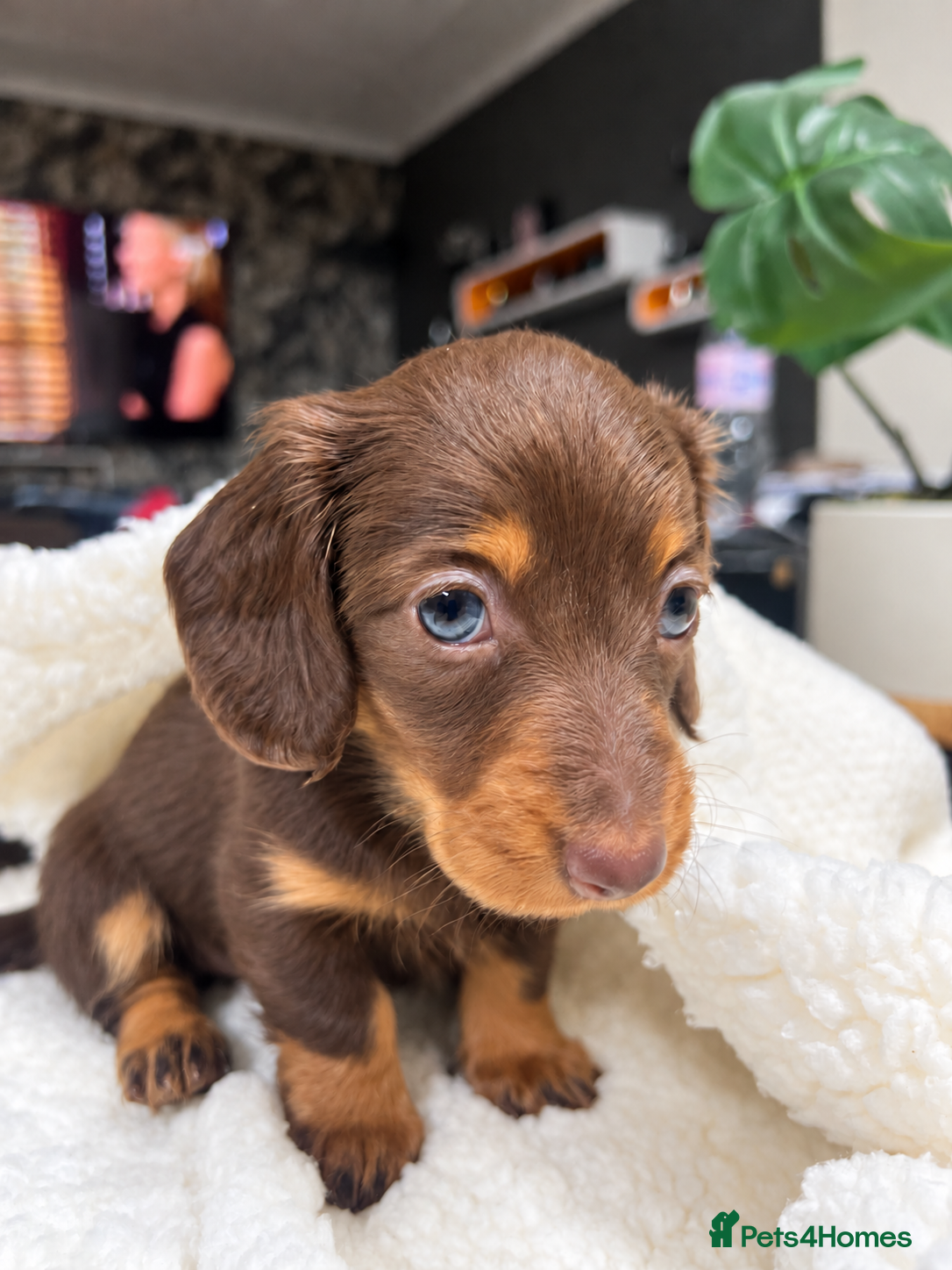 Miniature Dachshund dogs for sale: Tiny KC Longhair Dachshunds  Chocolate & Dapple - Advert 2