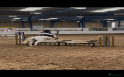 English Warmblood horses for sale: 16hh Schoolmistress  - Image 24