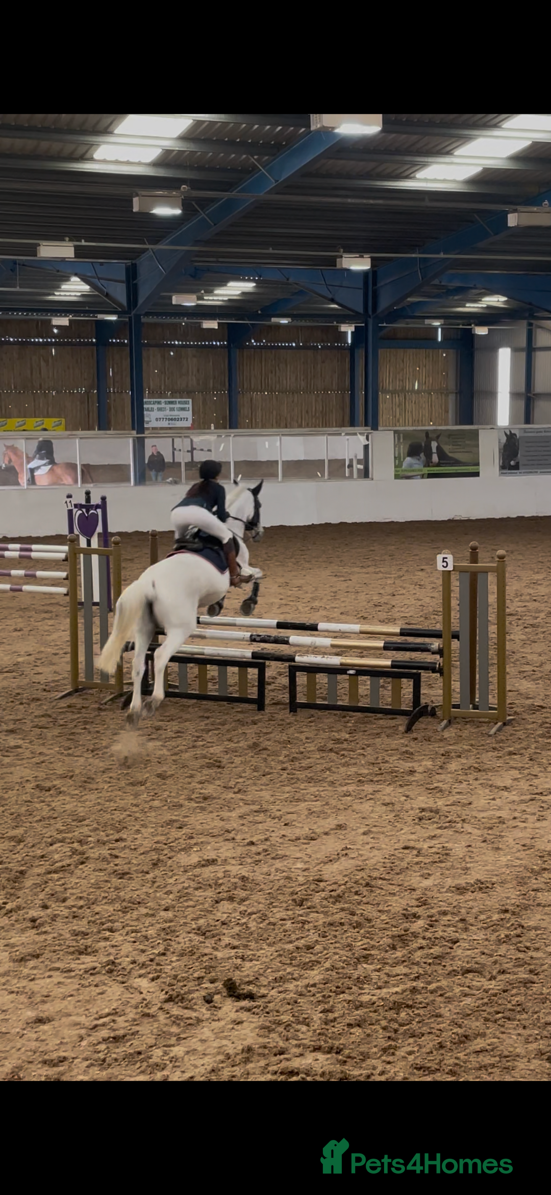 English Warmblood horses for sale: 16hh Schoolmistress  - Image 24