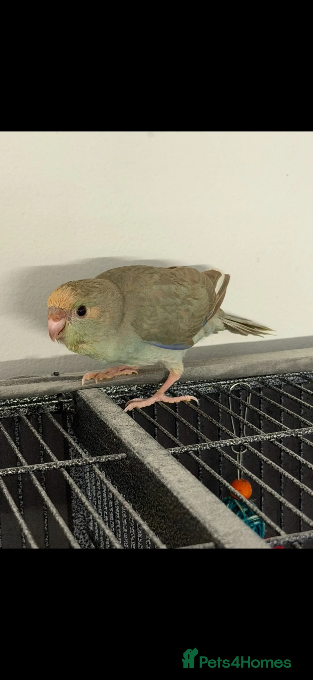 Parakeets birds for sale: Kakarikis ready for homes  - Advert 4