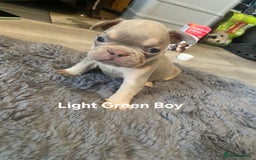 French Bulldog dogs for sale: Beautiful chunky Frenchies - Image 7
