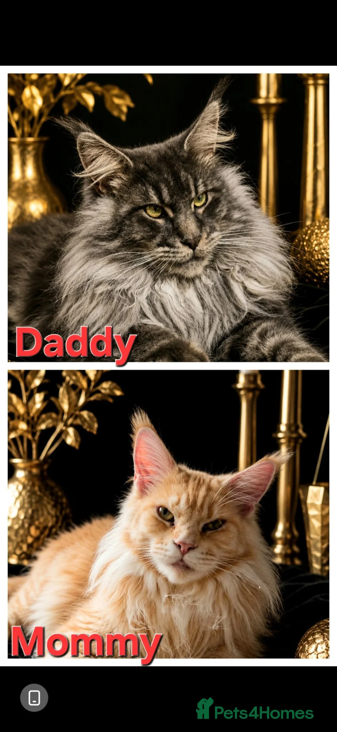 Maine Coon cats for sale: Cream maine coon boy 💓  - Advert 2
